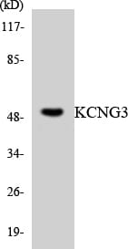 Western blot analysis of the lysates from HeLa cells using Anti-KCNG3 Antibody.