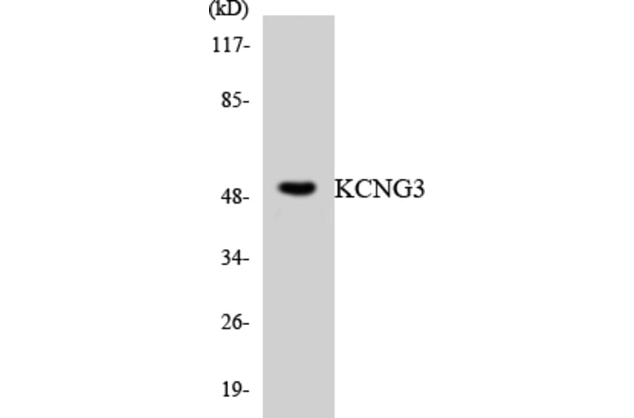 Western Blot - Anti-KCNG3 Antibody (R12-2945) - Antibodies.com