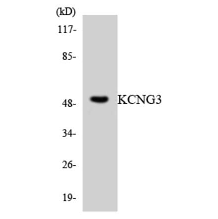 Western Blot - Anti-KCNG3 Antibody (R12-2945) - Antibodies.com