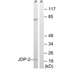 Western Blot - Anti-JDP-2 Antibody (B8356) - Antibodies.com