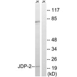 Western Blot - Anti-JDP-2 Antibody (B8356) - Antibodies.com