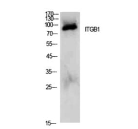 Western Blot - Anti-ITGB1 Antibody (C30341) - Antibodies.com