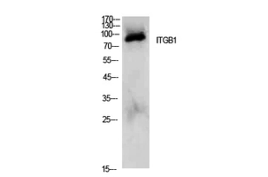 Western Blot - Anti-ITGB1 Antibody (C30341) - Antibodies.com