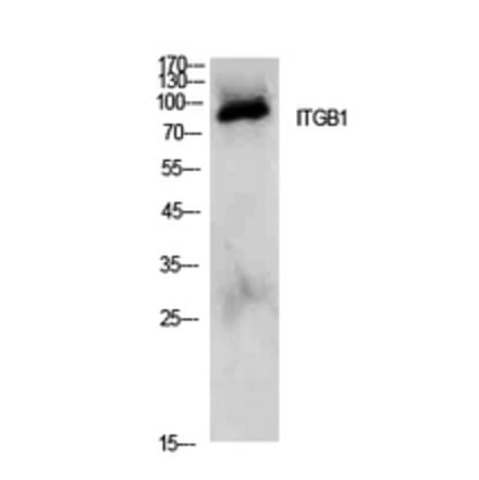 Western Blot - Anti-ITGB1 Antibody (C30341) - Antibodies.com