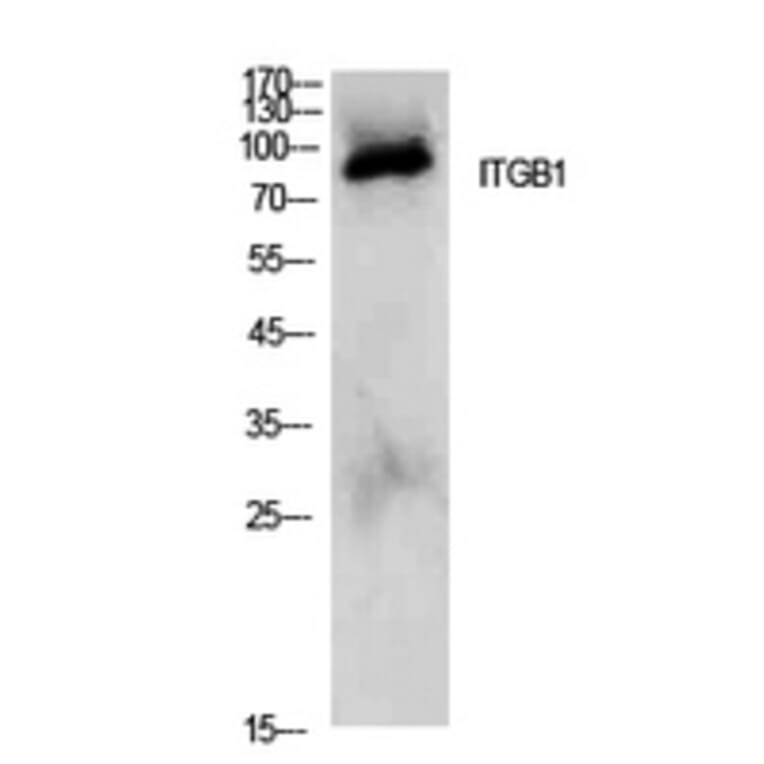 Western Blot - Anti-ITGB1 Antibody (C30341) - Antibodies.com