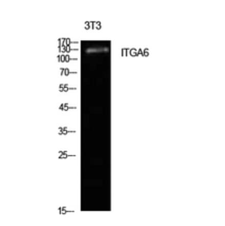 Western Blot - Anti-ITGA6 Antibody (C30361) - Antibodies.com