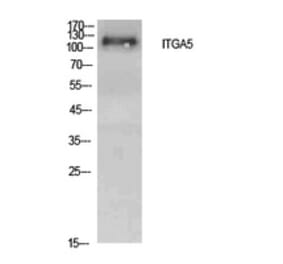 Western Blot - Anti-ITGA5 Antibody (C30360) - Antibodies.com
