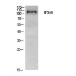 Western Blot - Anti-ITGA5 Antibody (C30360) - Antibodies.com