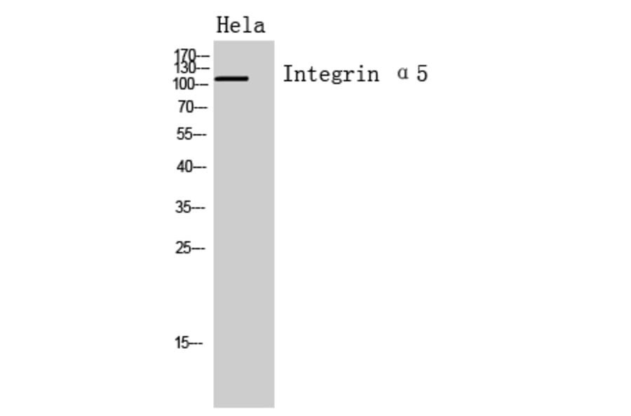 Western Blot - Anti-ITGA5 Antibody (C30360) - Antibodies.com