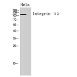 Western Blot - Anti-ITGA5 Antibody (C30360) - Antibodies.com