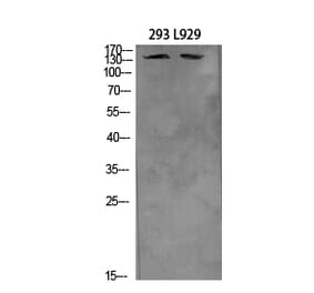 Western Blot - Anti-ITGA4 Antibody (C30359) - Antibodies.com