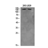 Western Blot - Anti-ITGA4 Antibody (C30359) - Antibodies.com