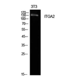 Western Blot - Anti-ITGA2 Antibody (C30358) - Antibodies.com