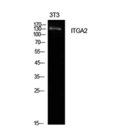 Western Blot - Anti-ITGA2 Antibody (C30358) - Antibodies.com