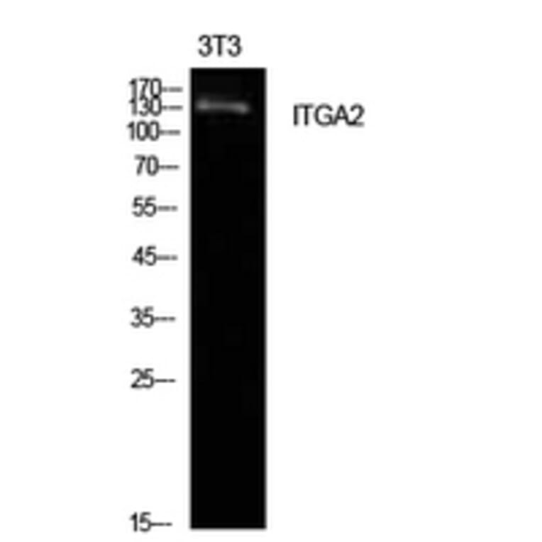 Western Blot - Anti-ITGA2 Antibody (C30358) - Antibodies.com