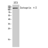 Western Blot - Anti-ITGA2 Antibody (C30358) - Antibodies.com