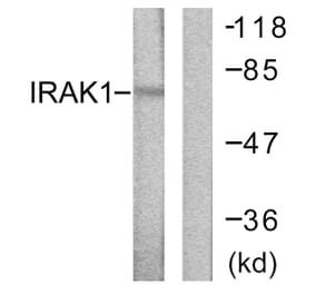 Western Blot - Anti-IRAK1 Antibody (B0495) - Antibodies.com