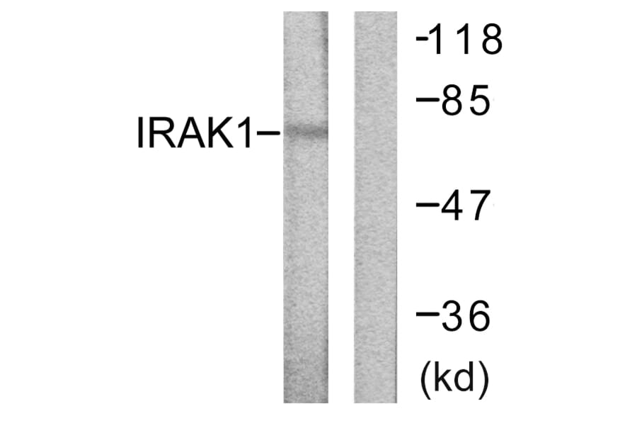 Western Blot - Anti-IRAK1 Antibody (B0495) - Antibodies.com