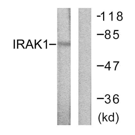 Western Blot - Anti-IRAK1 Antibody (B0495) - Antibodies.com