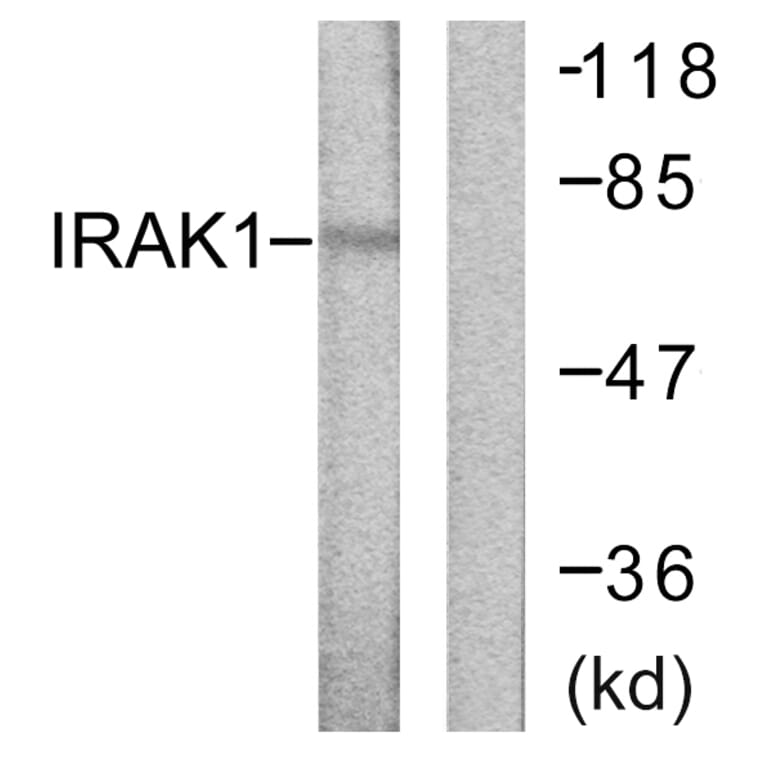 Western Blot - Anti-IRAK1 Antibody (B0495) - Antibodies.com