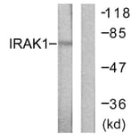 Western Blot - Anti-IRAK1 Antibody (B0495) - Antibodies.com