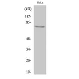 Western Blot - Anti-IRAK1 Antibody (B0495) - Antibodies.com