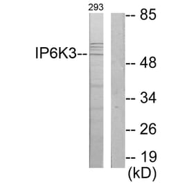 Western Blot - Anti-IP6K3 Antibody (C11523) - Antibodies.com