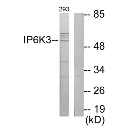 Western Blot - Anti-IP6K3 Antibody (C11523) - Antibodies.com