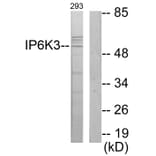 Western Blot - Anti-IP6K3 Antibody (C11523) - Antibodies.com
