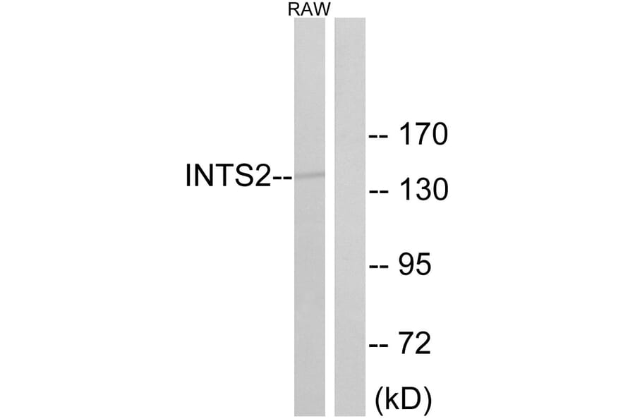 Western Blot - Anti-INTS2 Antibody (C16387) - Antibodies.com