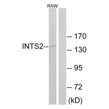 Western Blot - Anti-INTS2 Antibody (C16387) - Antibodies.com