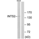 Western Blot - Anti-INTS2 Antibody (C16387) - Antibodies.com