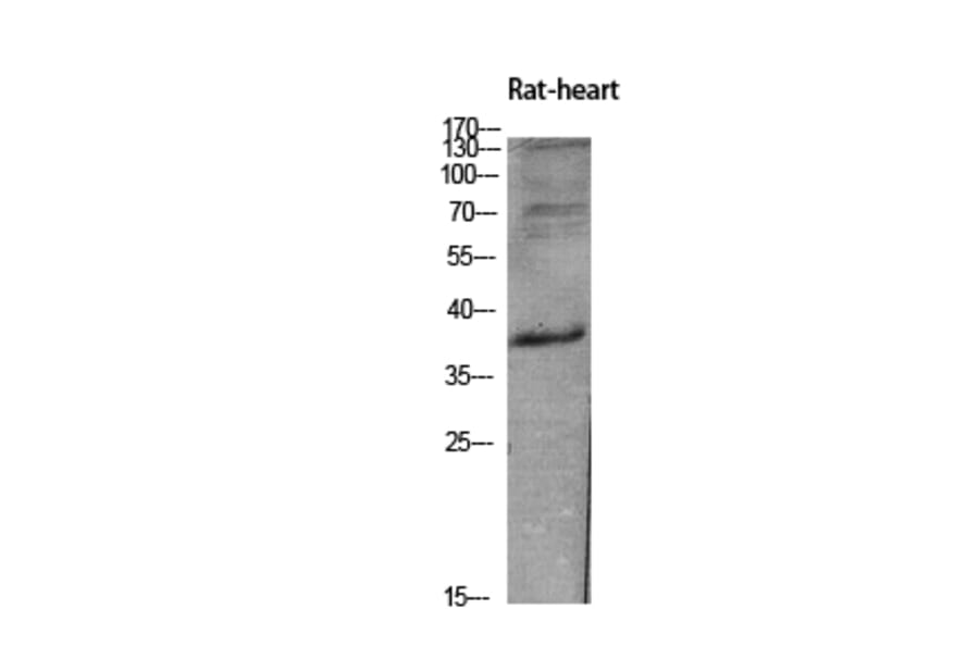 Western Blot - Anti-INHBE Antibody (C30621) - Antibodies.com