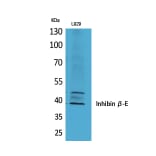 Western Blot - Anti-INHBE Antibody (C30621) - Antibodies.com