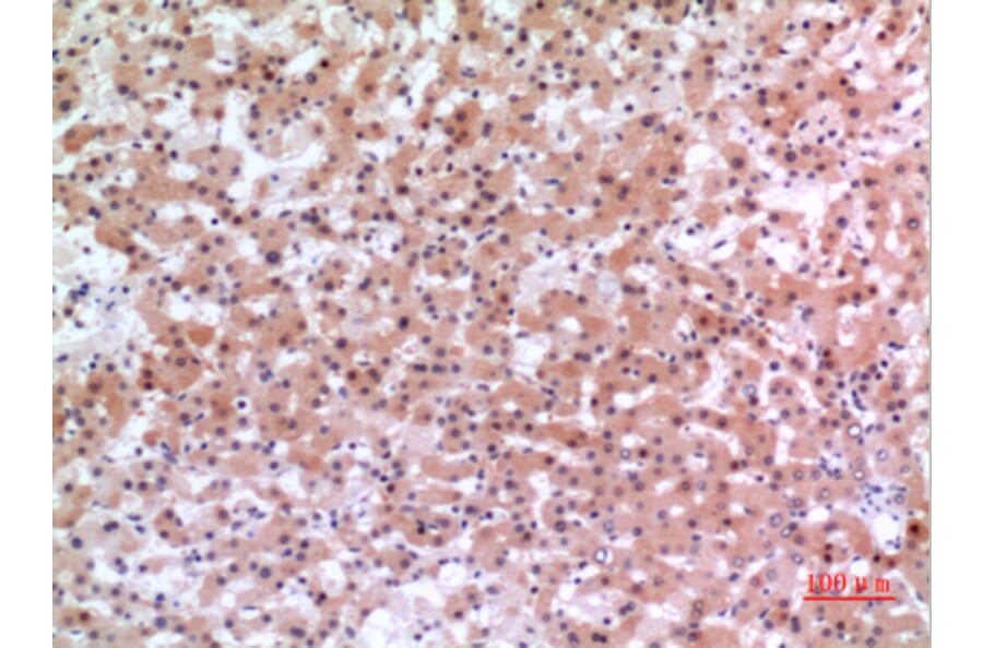 Immunohistochemistry - Anti-INHBE Antibody (C30621) - Antibodies.com