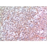 Immunohistochemistry - Anti-INHBE Antibody (C30621) - Antibodies.com