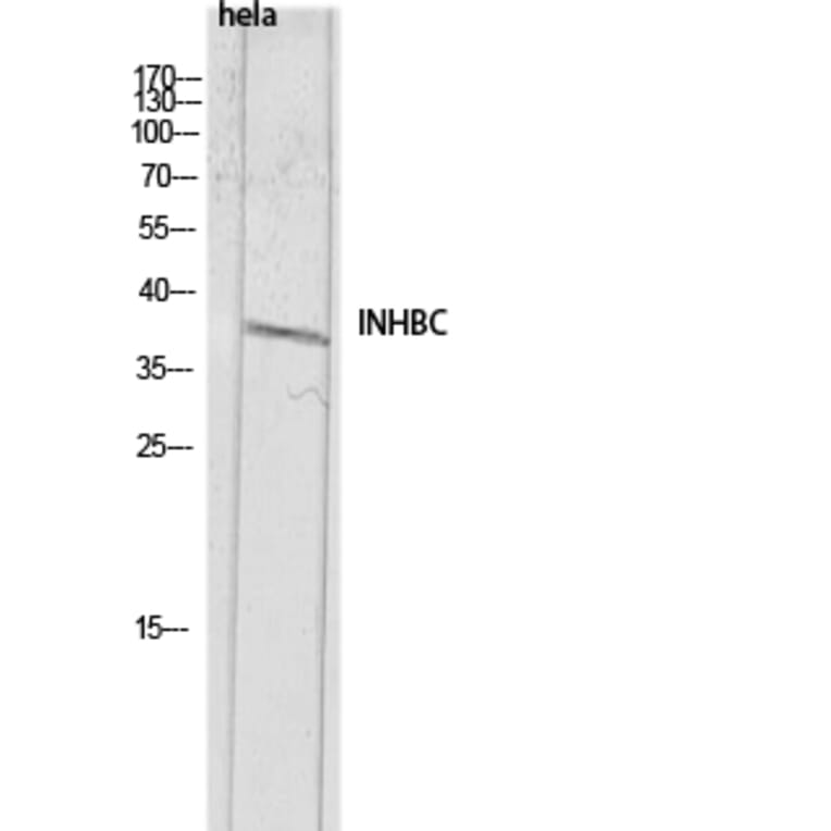 Western Blot - Anti-INHBC Antibody (C30692) - Antibodies.com