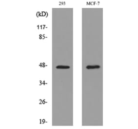 Western Blot - Anti-INHBA Antibody (C30588) - Antibodies.com