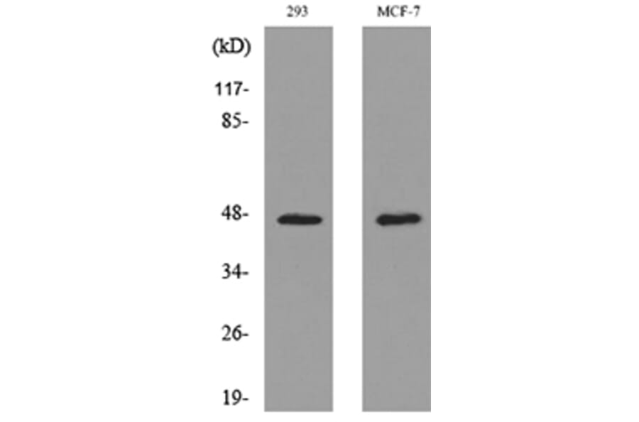 Western Blot - Anti-INHBA Antibody (C30588) - Antibodies.com