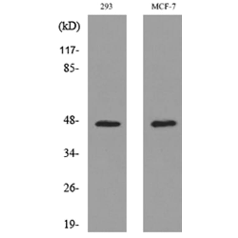 Western Blot - Anti-INHBA Antibody (C30588) - Antibodies.com