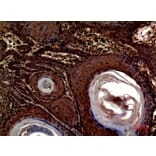 Immunohistochemistry - Anti-INHBA Antibody (C30588) - Antibodies.com