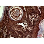 Immunohistochemistry - Anti-INHBA Antibody (C30588) - Antibodies.com