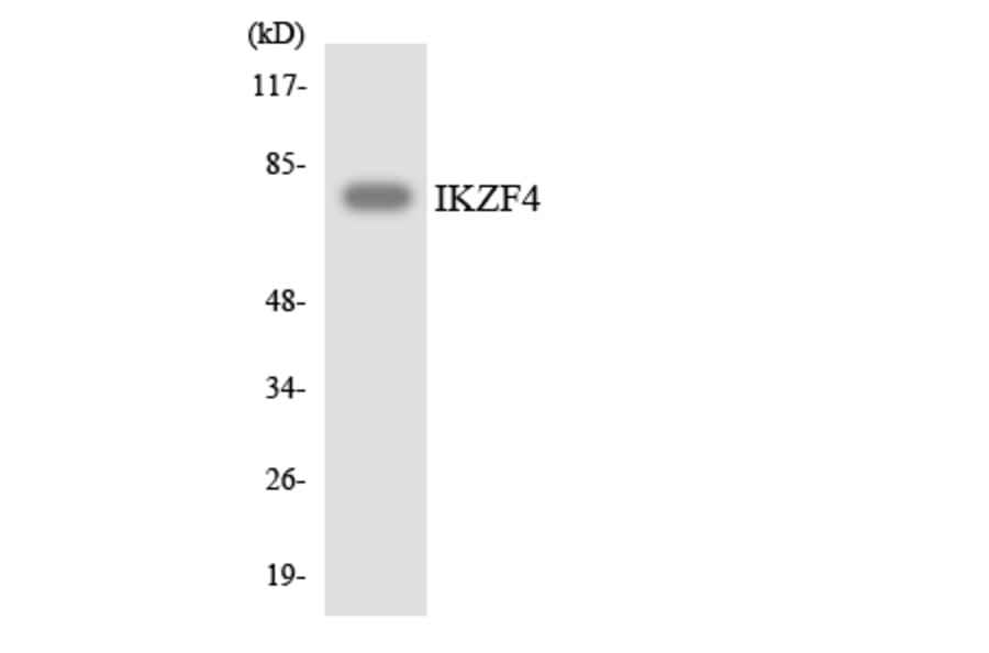 Western Blot - Anti-IKZF4 Antibody (R12-2917) - Antibodies.com