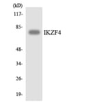 Western Blot - Anti-IKZF4 Antibody (R12-2917) - Antibodies.com