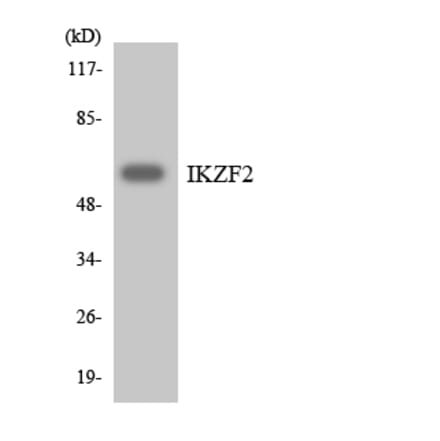 Western Blot - Anti-IKZF2 Antibody (R12-2916) - Antibodies.com