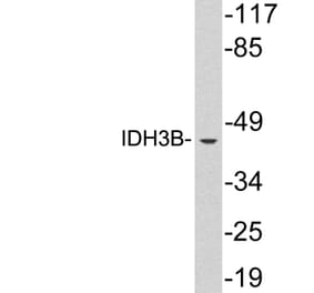 Western Blot - Anti-IDH3B Antibody (R12-2191) - Antibodies.com