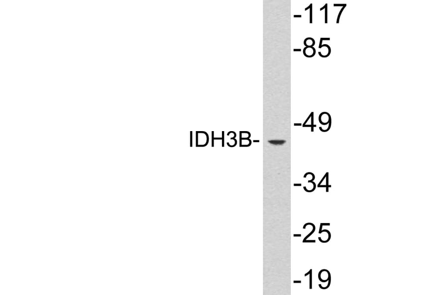 Western Blot - Anti-IDH3B Antibody (R12-2191) - Antibodies.com
