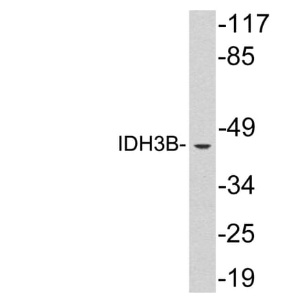 Western Blot - Anti-IDH3B Antibody (R12-2191) - Antibodies.com