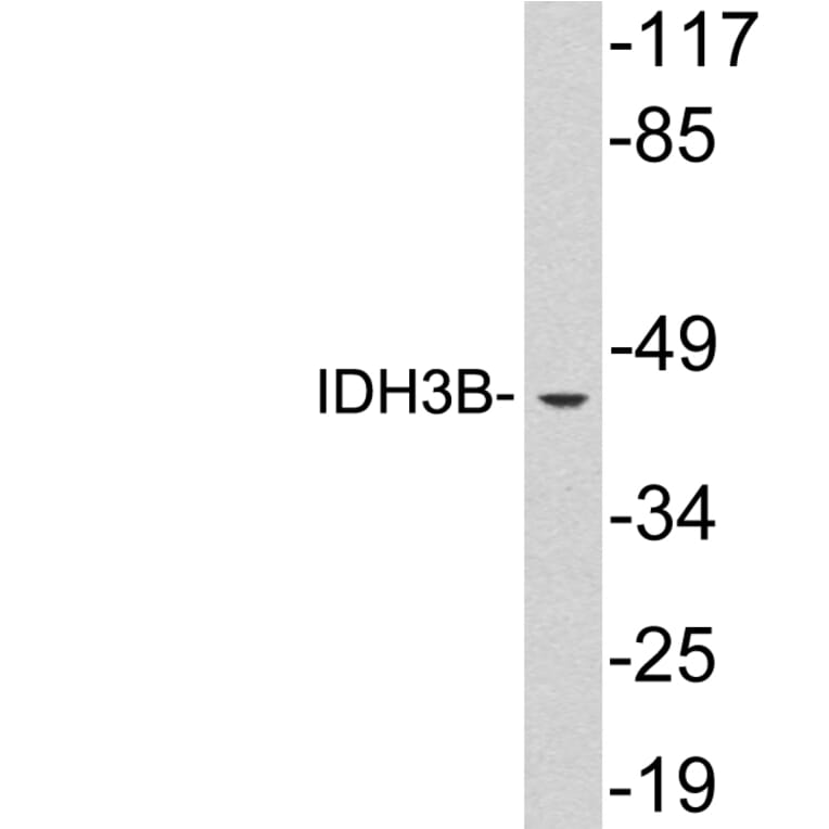 Western Blot - Anti-IDH3B Antibody (R12-2191) - Antibodies.com