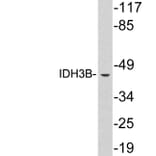 Western Blot - Anti-IDH3B Antibody (R12-2191) - Antibodies.com